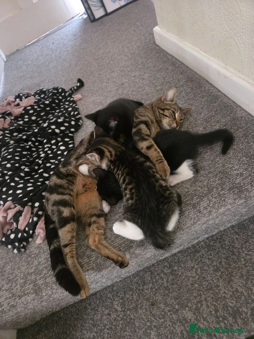Mixed Breed cats for sale: Gorgeous Black Kitten £30 Ready Now  - Advert 7