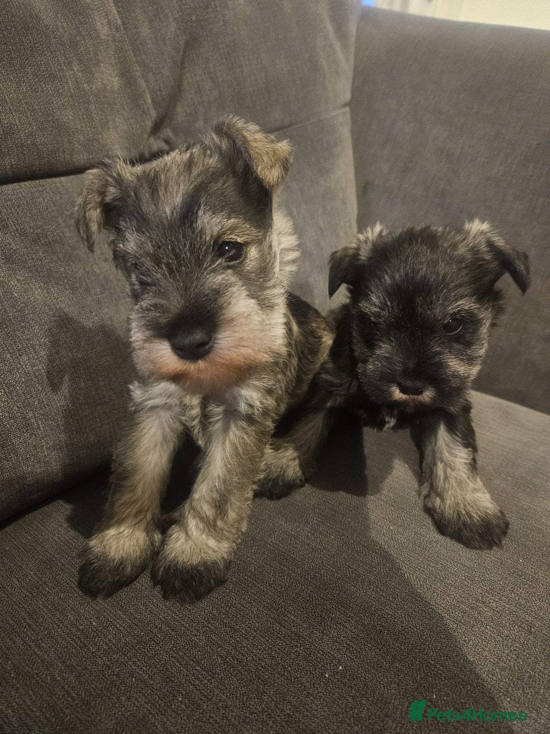 Miniature Schnauzer dogs for sale: Superb kc reg miniature schnauzer pups - Advert 5