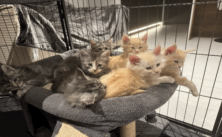 Maine Coon cats - Advert 2