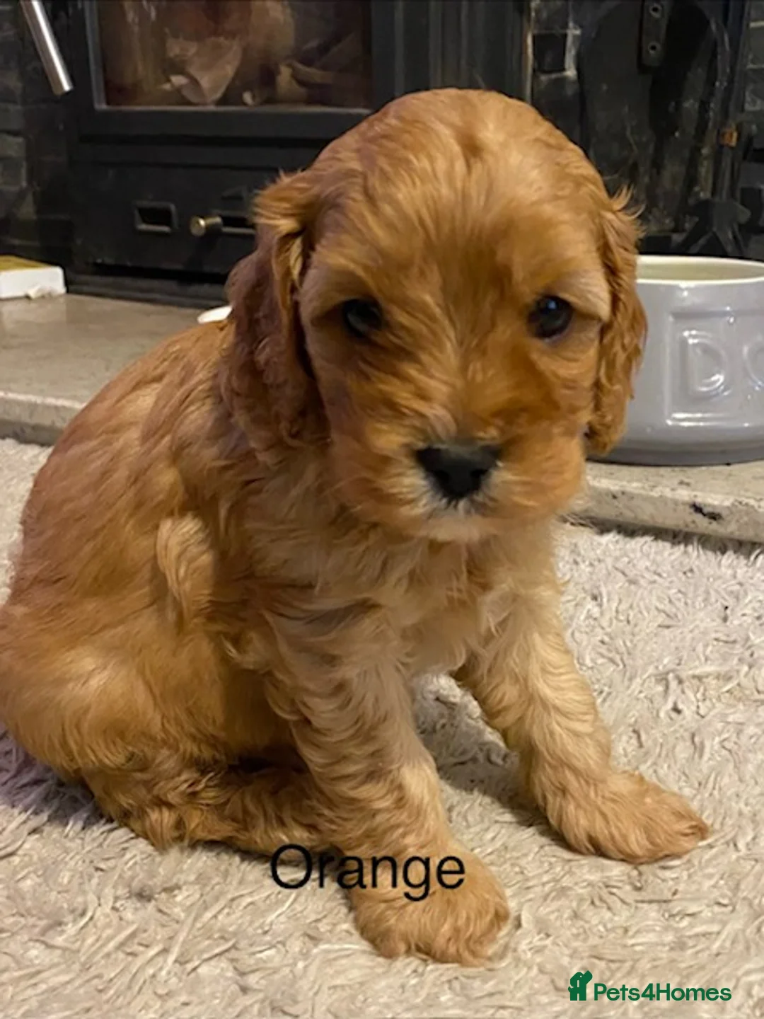 Cavapoo dogs for sale: Quality Cavapoo Puppies - Advert 3