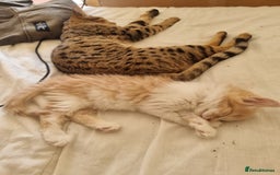 Mixed Breed cats for sale: Half norweigen forest cat 1/4 bengal 1/4 longhair - Image 18