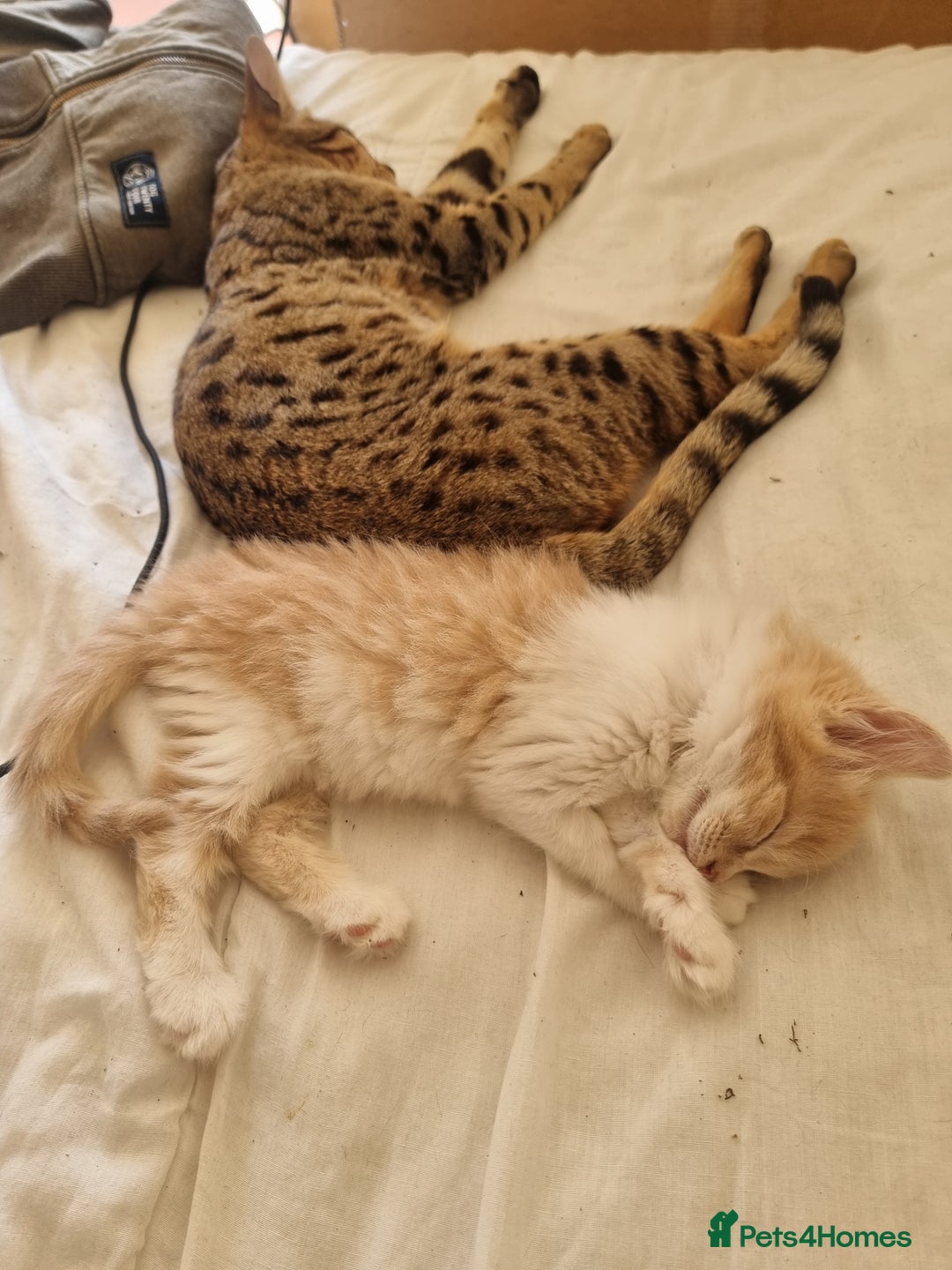 Mixed Breed cats for sale: Half norweigen forest cat 1/4 bengal 1/4 longhair - Image 18