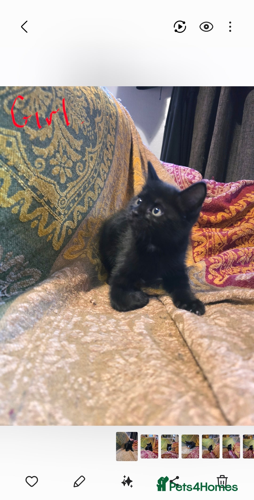 Mixed Breed cats for sale: Five adorable kittens for sale.  - Advert 5