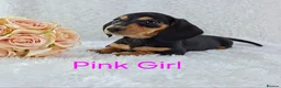Miniature Dachshund dogs for sale: ❣️ REDUCED ❣️ Miniature Dachshund Puppies ❣️ - Advert 1
