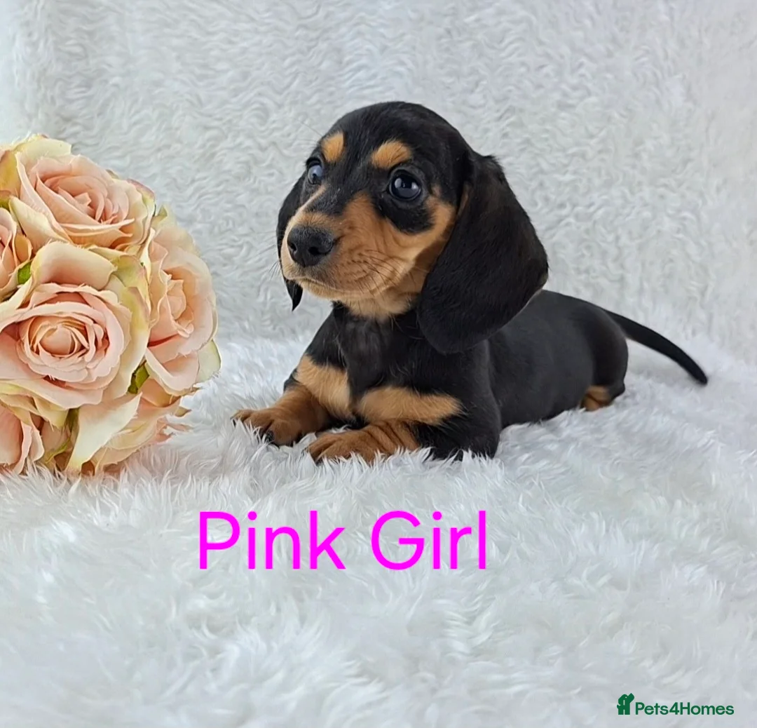 Miniature Dachshund dogs for sale: ❣️ REDUCED ❣️ Miniature Dachshund Puppies ❣️ - Advert 1