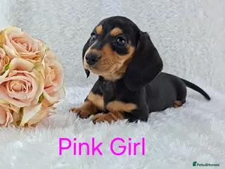 Miniature Dachshund dogs ❣️ Miniature Dachshund Puppies ❣️ - Advert 2