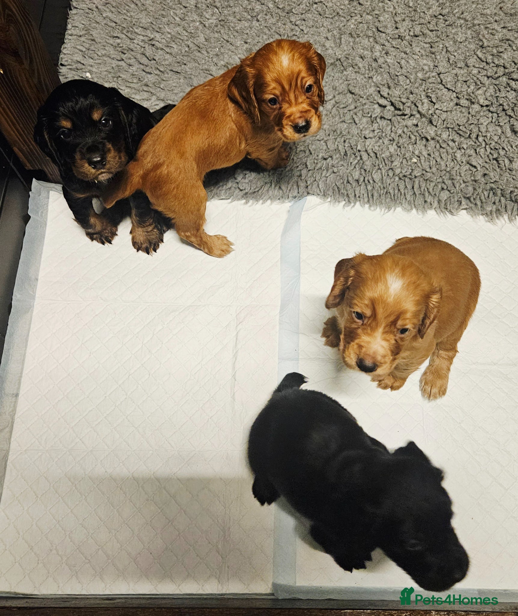Cocker Spaniel dogs KC Reg WCS pups Health tested FTCH lines - Advert 7