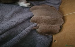 Mastiff dogs for sale: Mastiff Hybrids  - Image 4