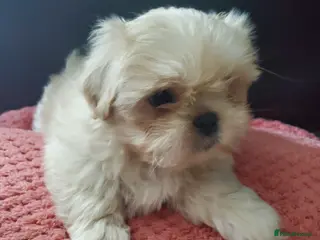 Mixed Breed dogs Shih tzu cross cross Pug - Advert 4