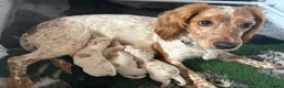 Cocker Spaniel dogs for stud: Working Black Cocker for Stud - Advert 5