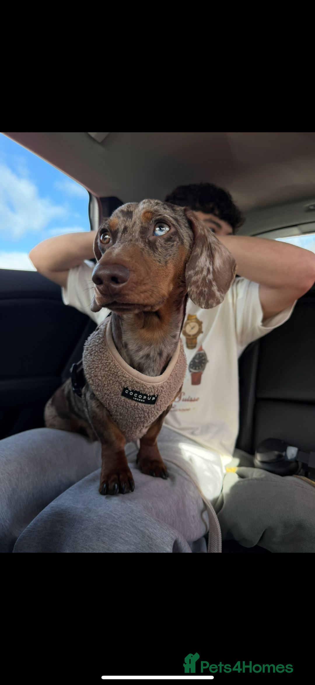 Miniature Dachshund dogs for stud: Miniature Dachshund - Stud - Image 4