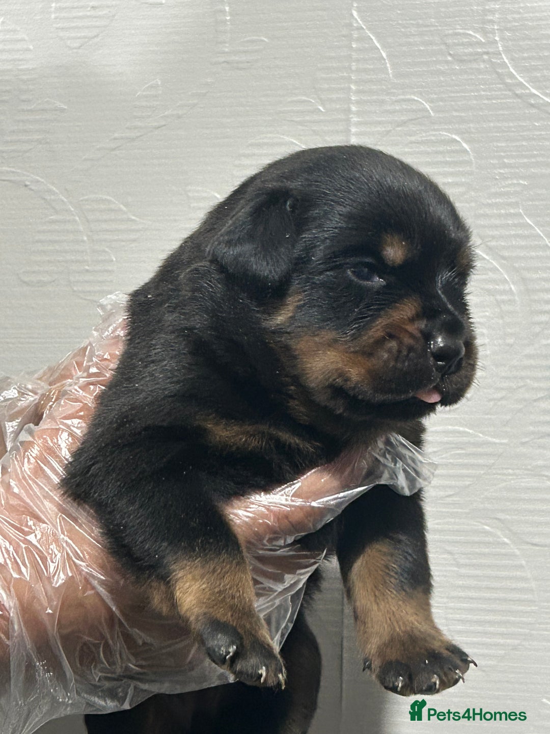 Rottweiler dogs for sale: Top Quality KC Reg Rottweiler Puppies for sale - Advert 7