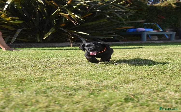Cockerdor dogs for sale - Advert 1