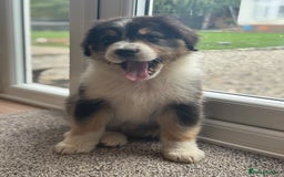 Australian Shepherd dogs for sale: 2 KC registered Australian Shepards remaining! - Image 13