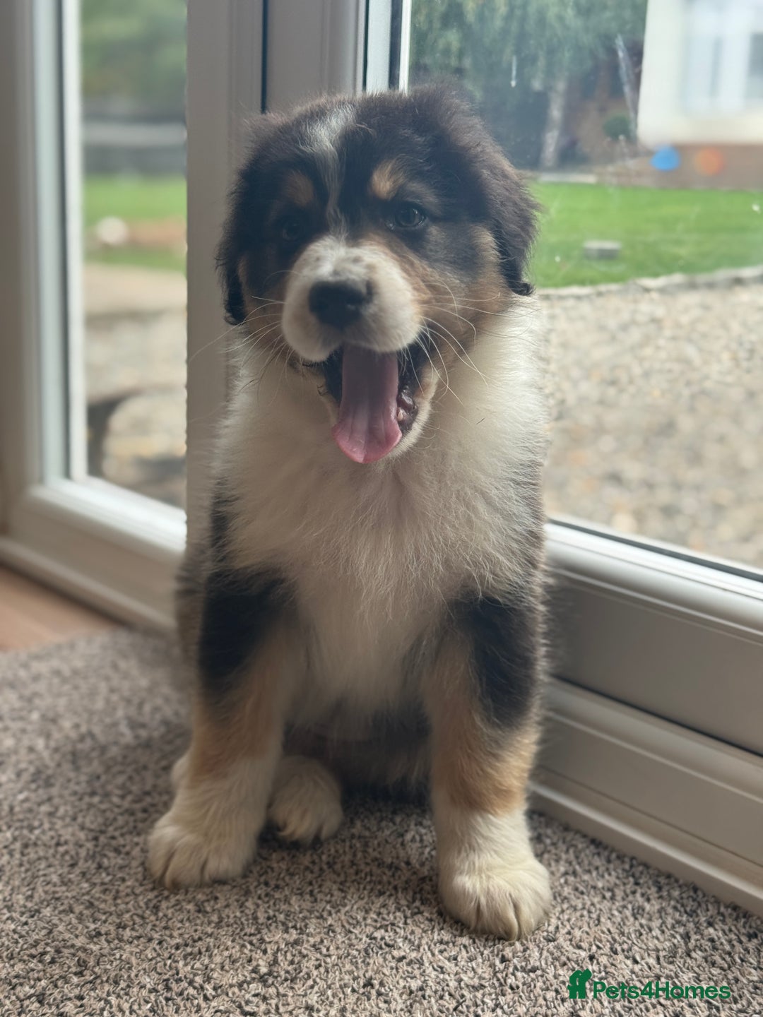 Australian Shepherd dogs for sale: 2 KC registered Australian Shepards remaining! - Image 13