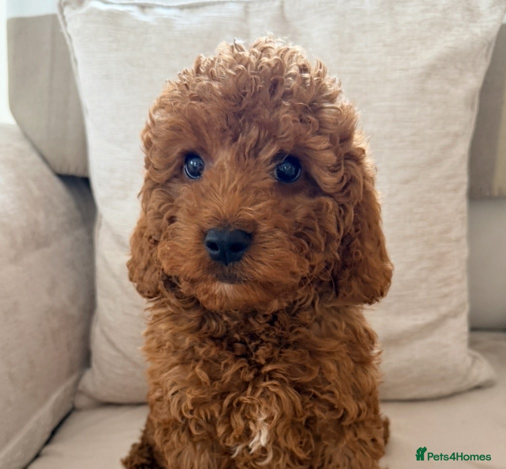Cavapoo dogs Last 2 Cavapoo babies 5 star licensed breeder  - Advert 1