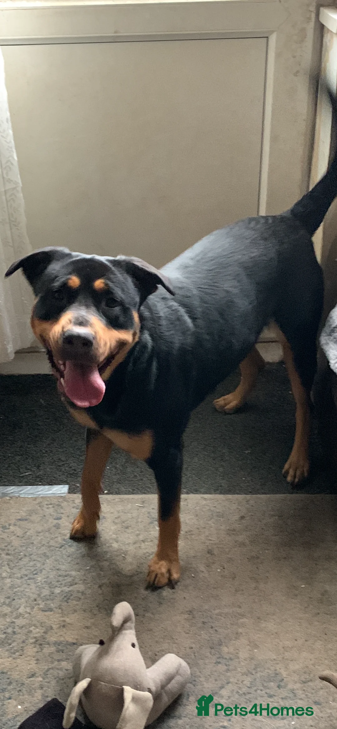 Mixed Breed dogs for sale: Swiss Shepherd Rottweiler  mix breed puppies - Advert 2