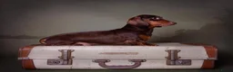 Miniature Dachshund dogs for stud: 🤎 Mr Brown VERY SMALL Health tested KC reg Stud🤎 - Advert 3