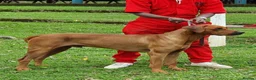 Rhodesian Ridgeback dogs for stud: ORIGINAL KC IMPORTED STUD FROM AFRICA  - Advert 5