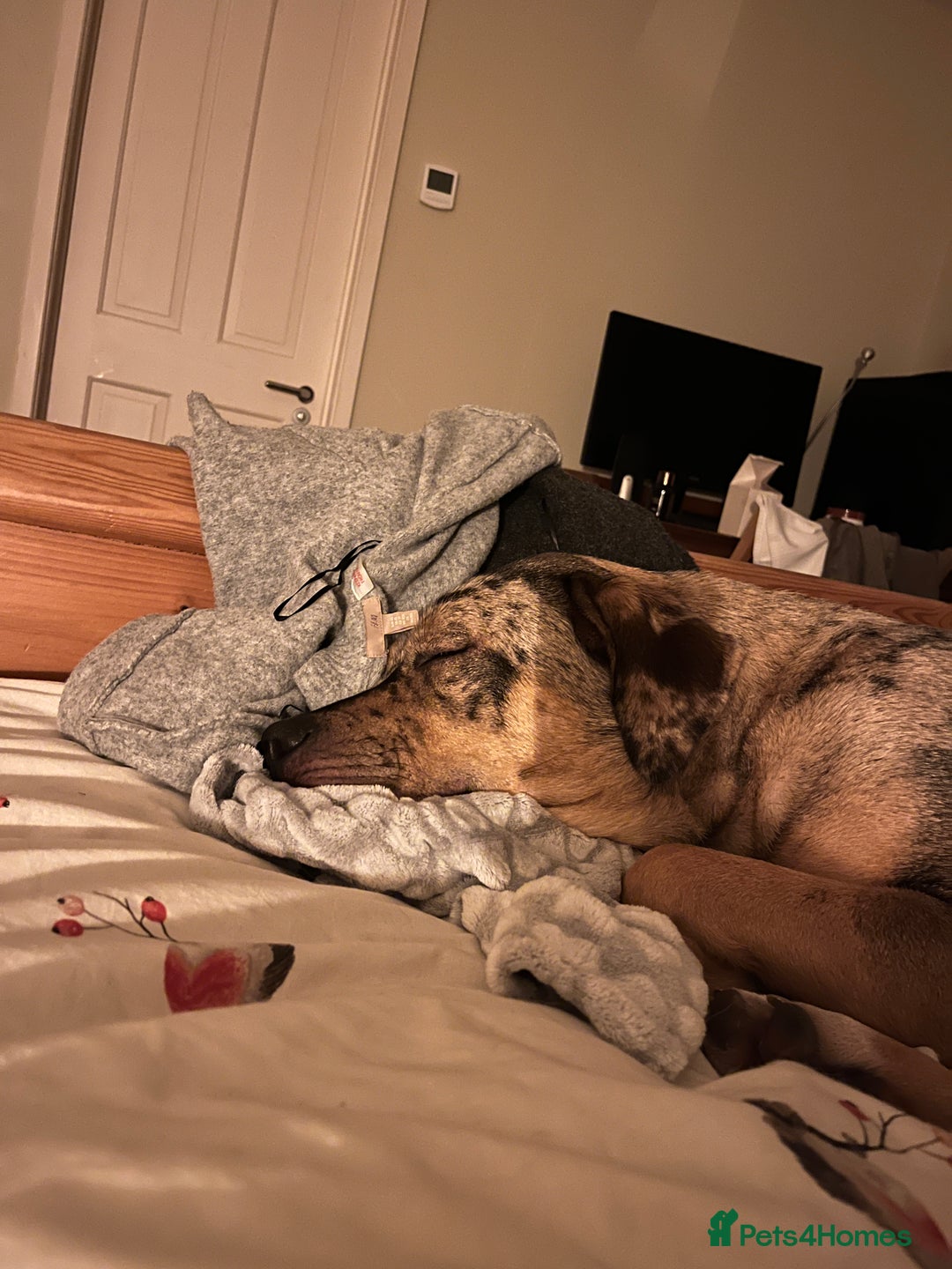 Mixed Breed dogs for sale: 1-year old mixed looking for forever home. - Advert 3