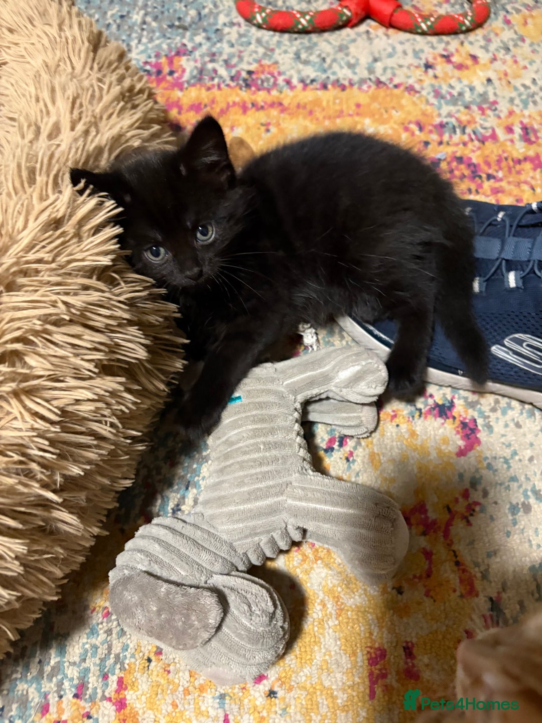 Domestic Shorthair cats for sale: 1 male black (ghost tabby) kitten - Image 2