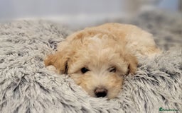 Maltipoo dogs for sale: F1b Maltipoo (Ready to leave now)   - Image 8