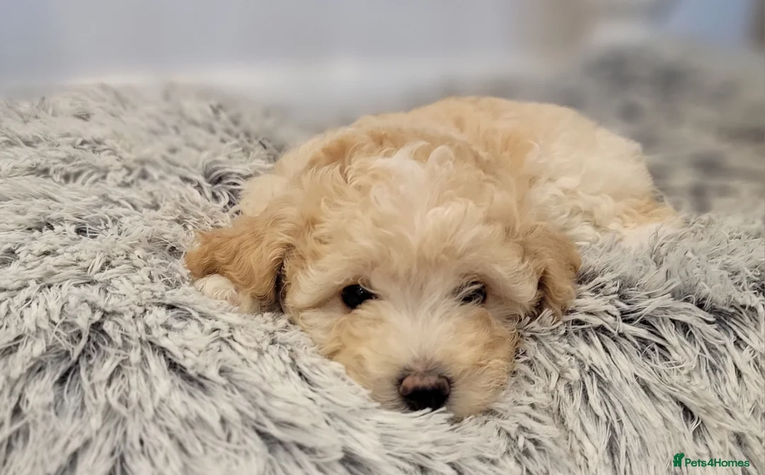 Maltipoo dogs for sale: F1b Maltipoo.   Ready to leave now  - Advert 12