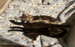 British Shorthair cats for sale: 1 tabby female 1 shaded female ready to go  - Advert 4