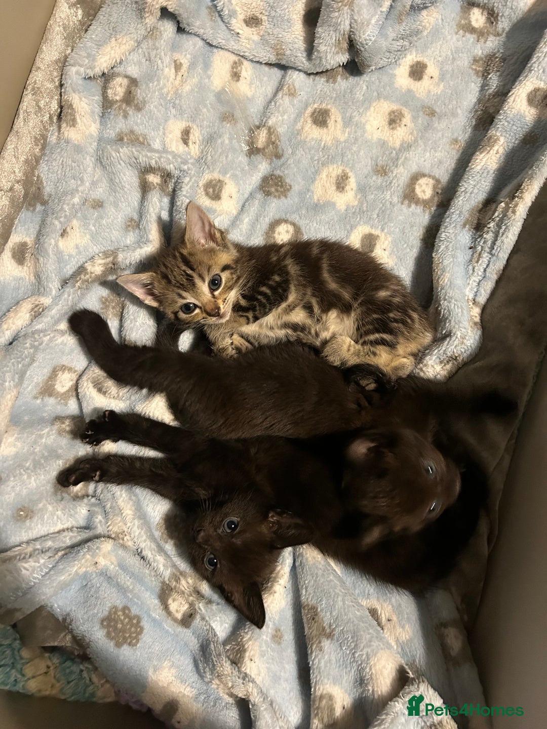 British Shorthair cats for sale: 1 tabby female 1 shaded female ready to go  - Advert 4