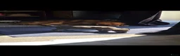 Miniature Dachshund dogs for sale: Blue miniature Dachshund  in Bury Saint Edmunds - Advert 1