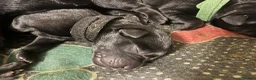 Mixed Breed dogs for sale: Rottweiler X Lab puppies  - Advert 6