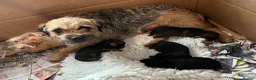 Border Terrier dogs for sale: Border Terrier Male Puppies  - Advert 6