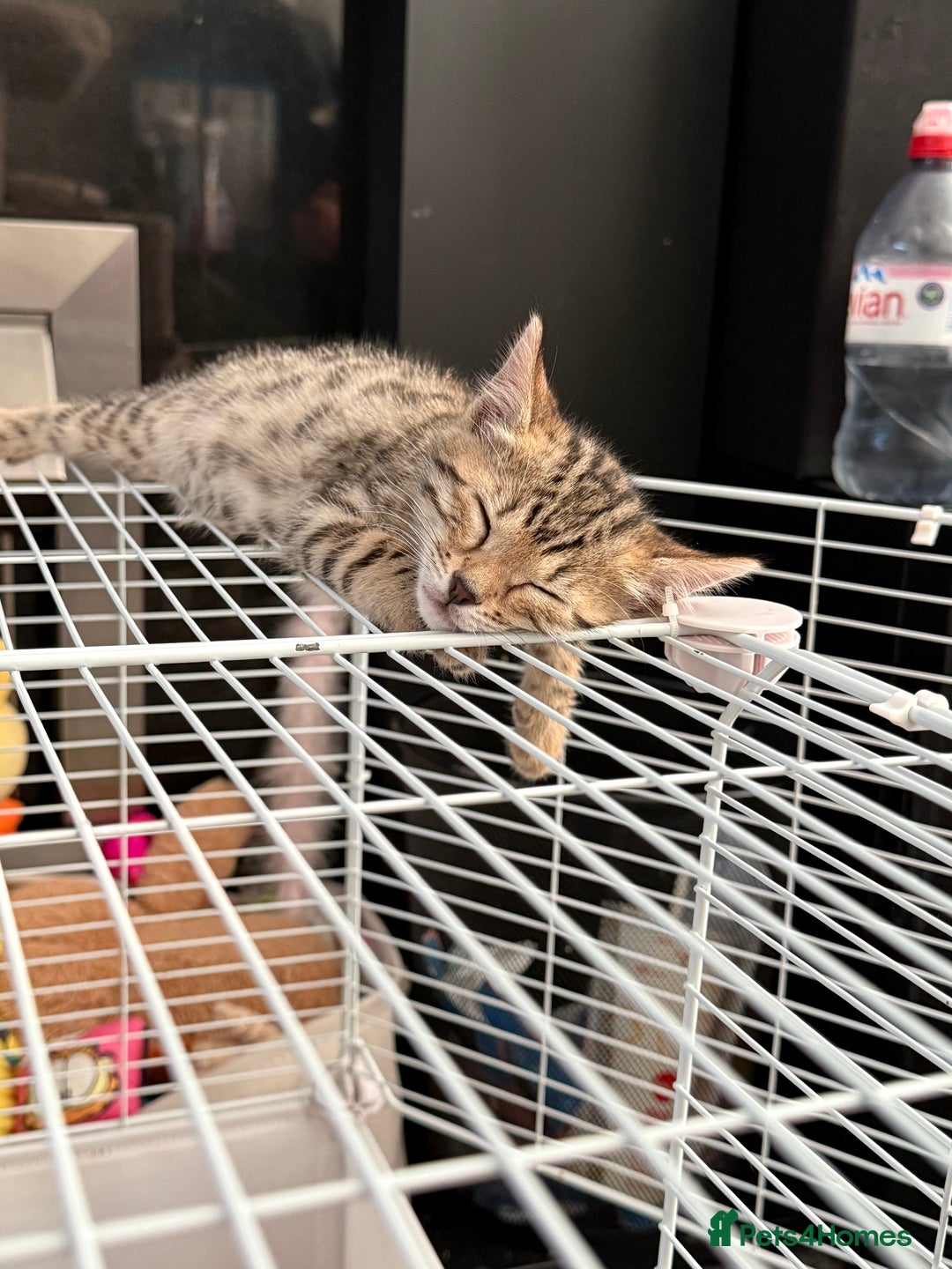 Bengal cats for sale: 3 Bengals for sale - Image 3
