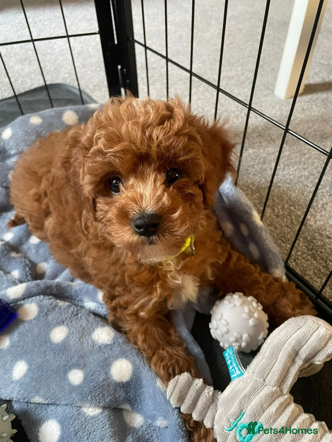 Cavapoo dogs for sale:  1 boy remaining. Health tested stunning cavapoos - Advert 31
