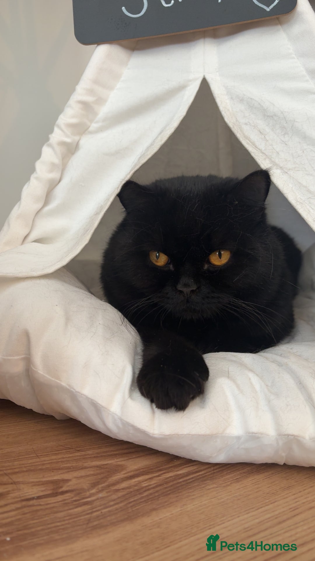 British Shorthair cats for sale: British Shorthair Male FREE - Advert 3