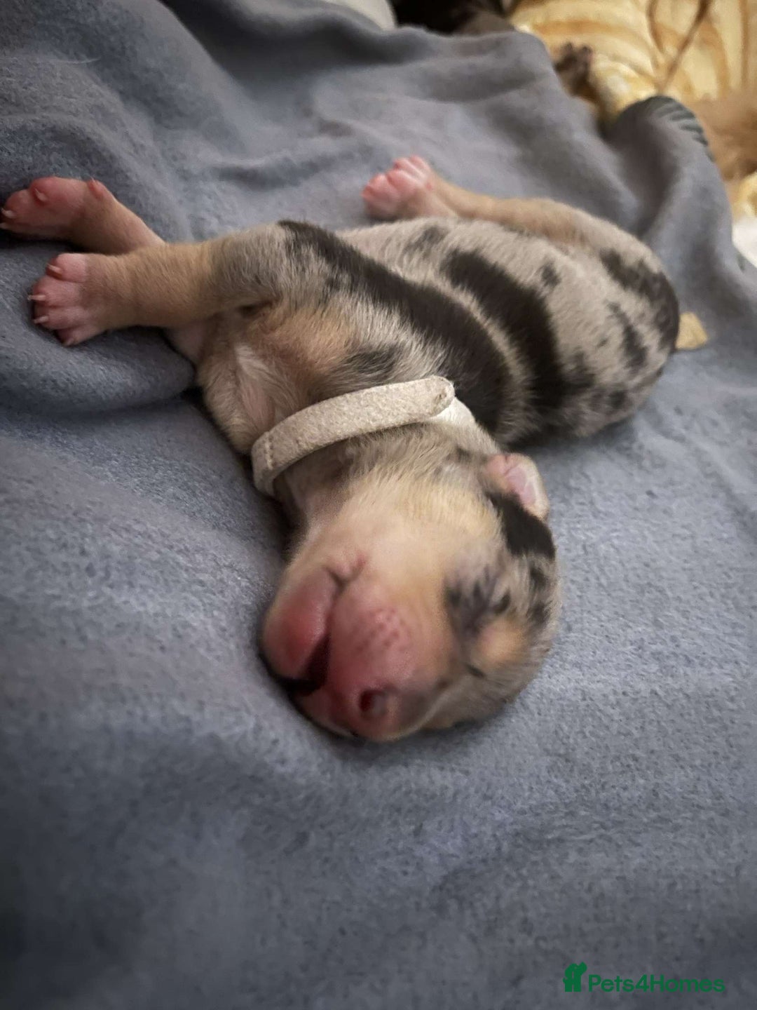 Mixed Breed dogs for sale: Mixed breed puppies READY TO GO! - Image 26
