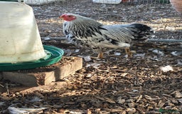 Chickens poultry for sale: Silver Mottled Wyandotte Bantam Quartet - Image 3