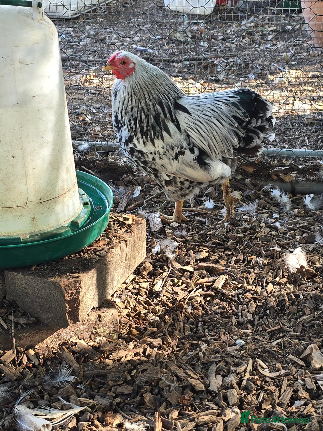 Chickens poultry for sale: Silver Mottled Wyandotte Bantam Quartet - Image 3
