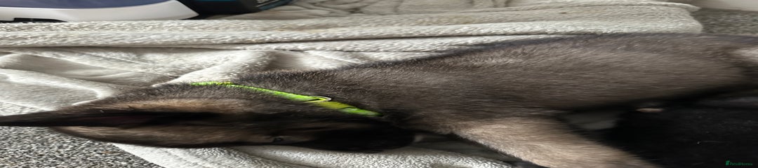Lime collar (RESERVED)