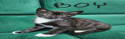 Mixed Breed cats for sale: Kittens ready for new home  - Advert 9
