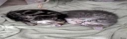 Mixed Breed cats for sale: Kittens available  in Herne Bay - Advert 4