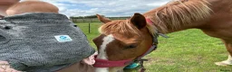 English Thoroughbred horses for sale: 15.2h flaxen chestnut gelding - Advert 3
