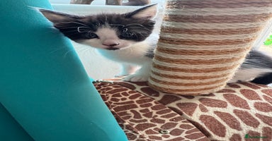 Mixed Breed cats - Advert 14
