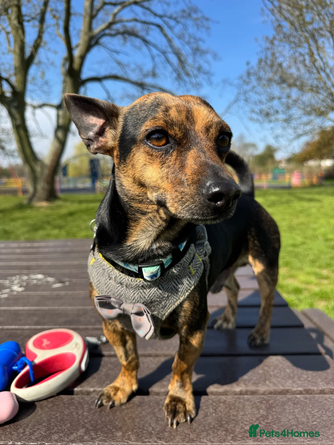 Jack Chi dogs for stud: Jack Chi for Stud in Harrow - Advert 1