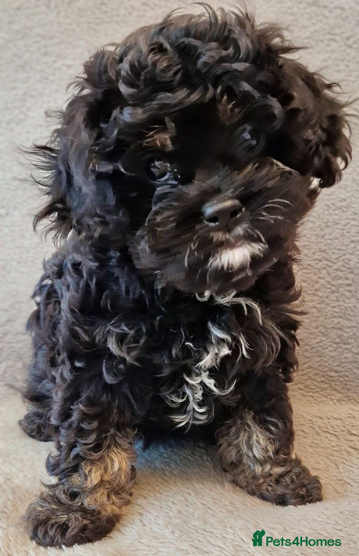 Cavapoo dogs Tiny F1 Cavapoos - Advert 2