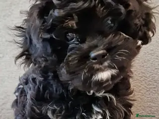 Cavapoo dogs Tiny F1 Cavapoos - Advert 2