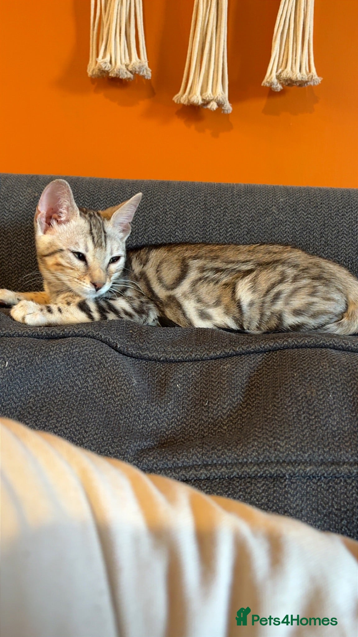 Bengal cats Bengal kitten-seal sepia-5 months to be rehomed.  - Advert 1