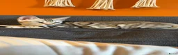 Bengal cats for sale: Bengal kitten-5 months to be rehomed.  - Advert 1