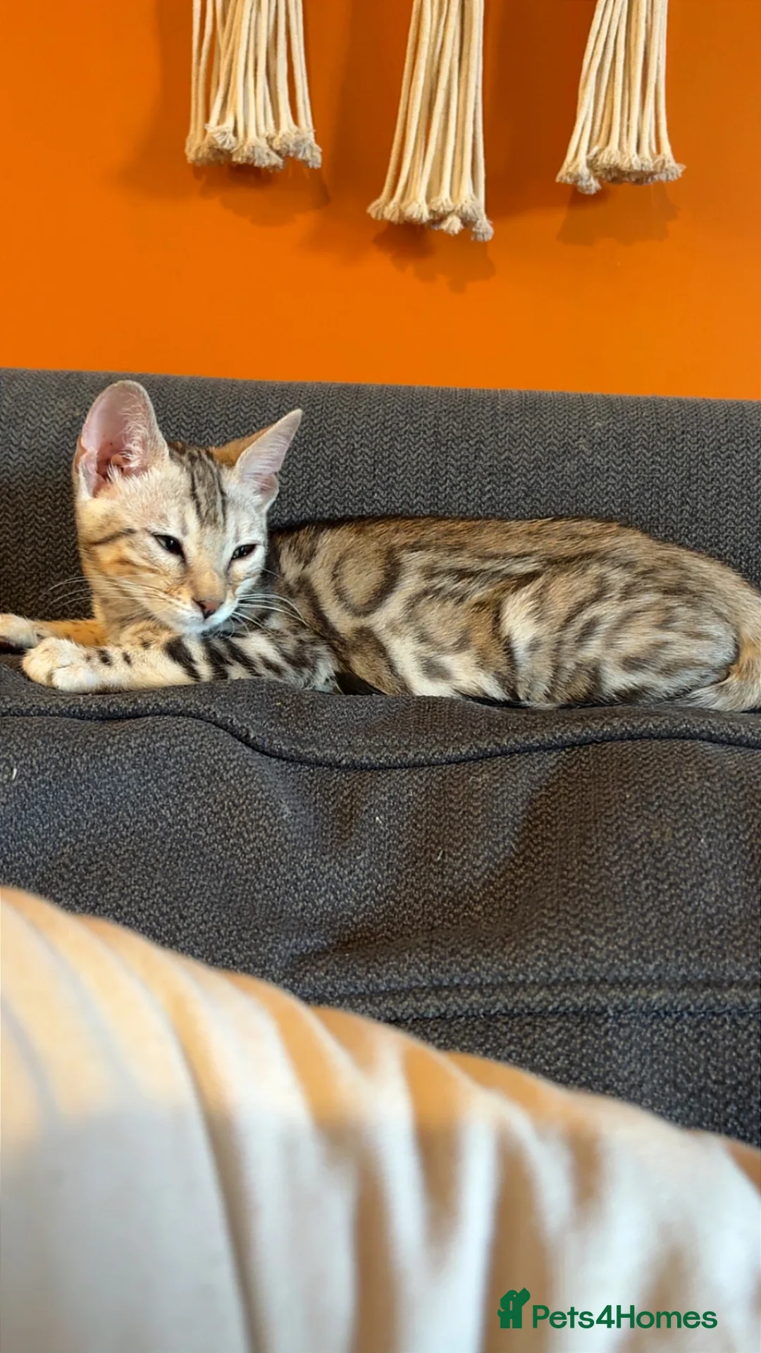 Bengal cats for sale: Bengal kitten-5 months to be rehomed.  - Advert 1