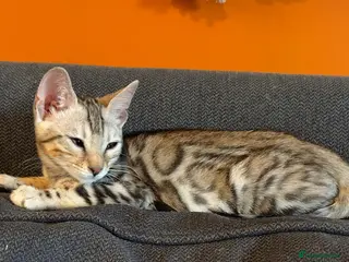 Bengal cats Bengal kitten-seal sepia-5 months to be rehomed. - Advert 1
